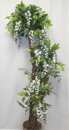Wisteria Tree